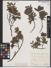 Foto von Salix breviserrata Flod.